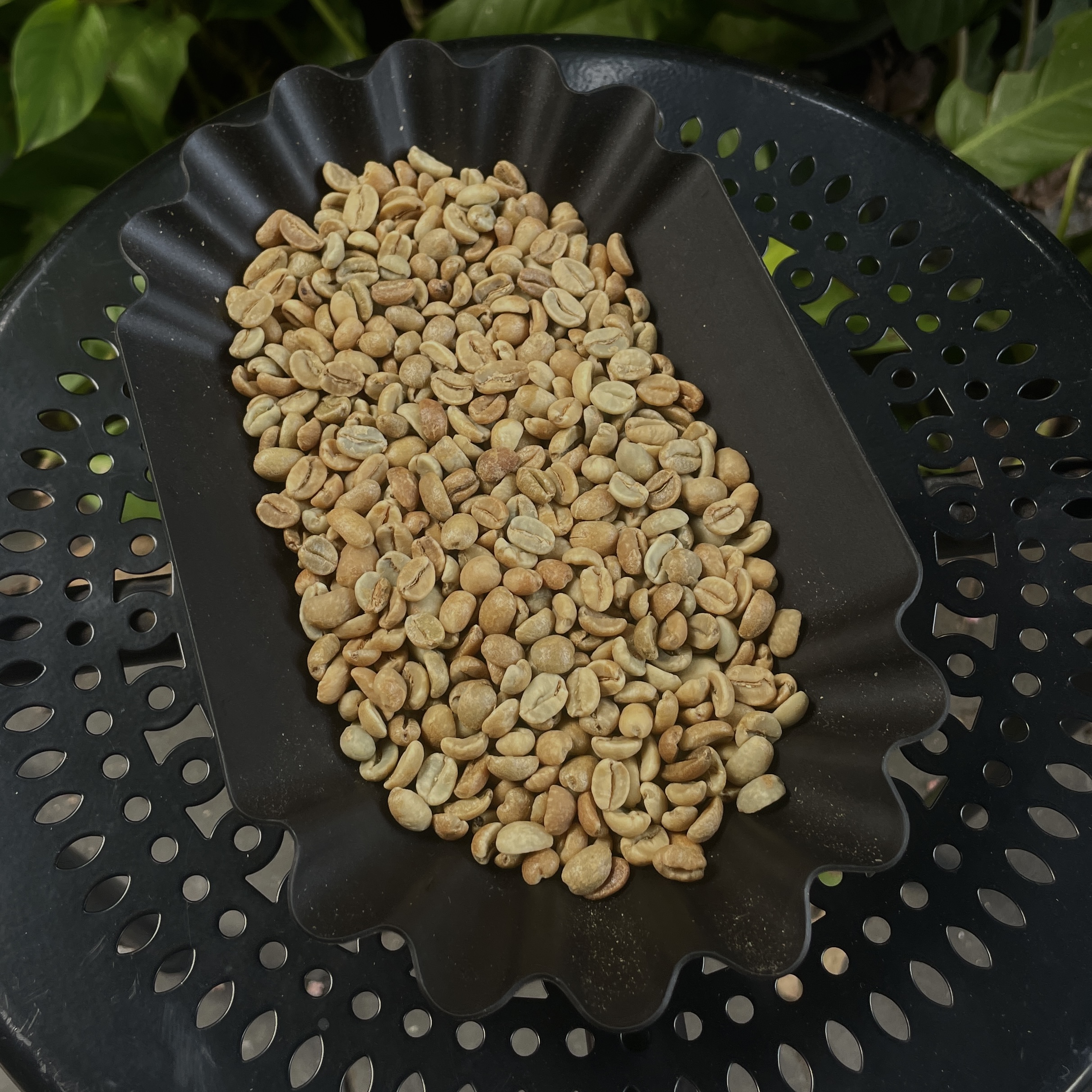Natural Red Bourbon Pondok Gajah