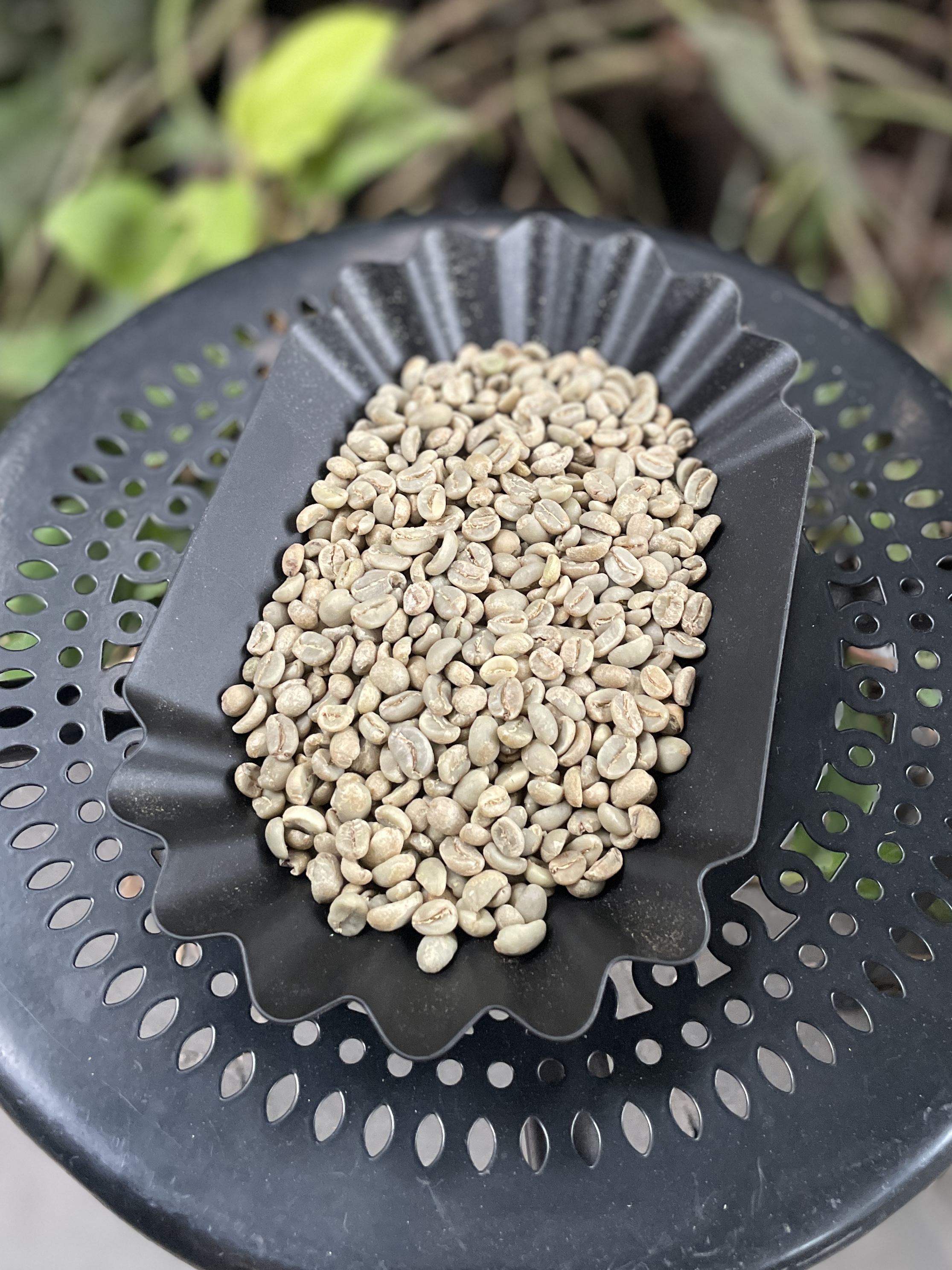 Washed Mix Variety - Ratawali